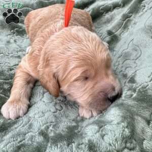 Wells, Mini Goldendoodle Puppy